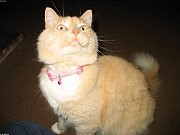 Private Jungle Sanctuary in Asan Tamuning