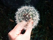 Asan Beachside Bungalow Tamuning