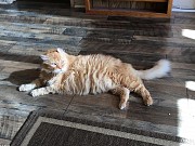 Renovated Beach Bungalow in Mangilao Tamuning