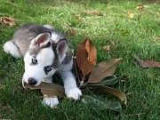 Spacious Suburban House in Chalan Pago Tamuning